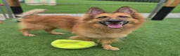 German Shepherd dogs for adoption: GANDER - 5 year old GSD - Advert 3