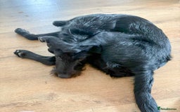 Mixed Breed dogs for adoption: DOLLY - Really Wants a Canine Buddy! - Image 7