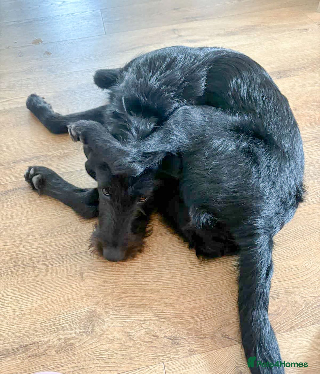 Mixed Breed dogs for adoption: DOLLY - Really Wants a Canine Buddy! - Image 7
