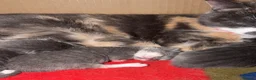 Mixed Breed cats for sale: Kittens  - Advert 6