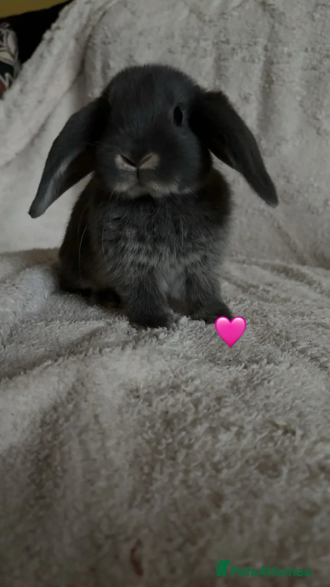 Mixed Breed rabbits for sale: baby rabbits now available - Advert 7