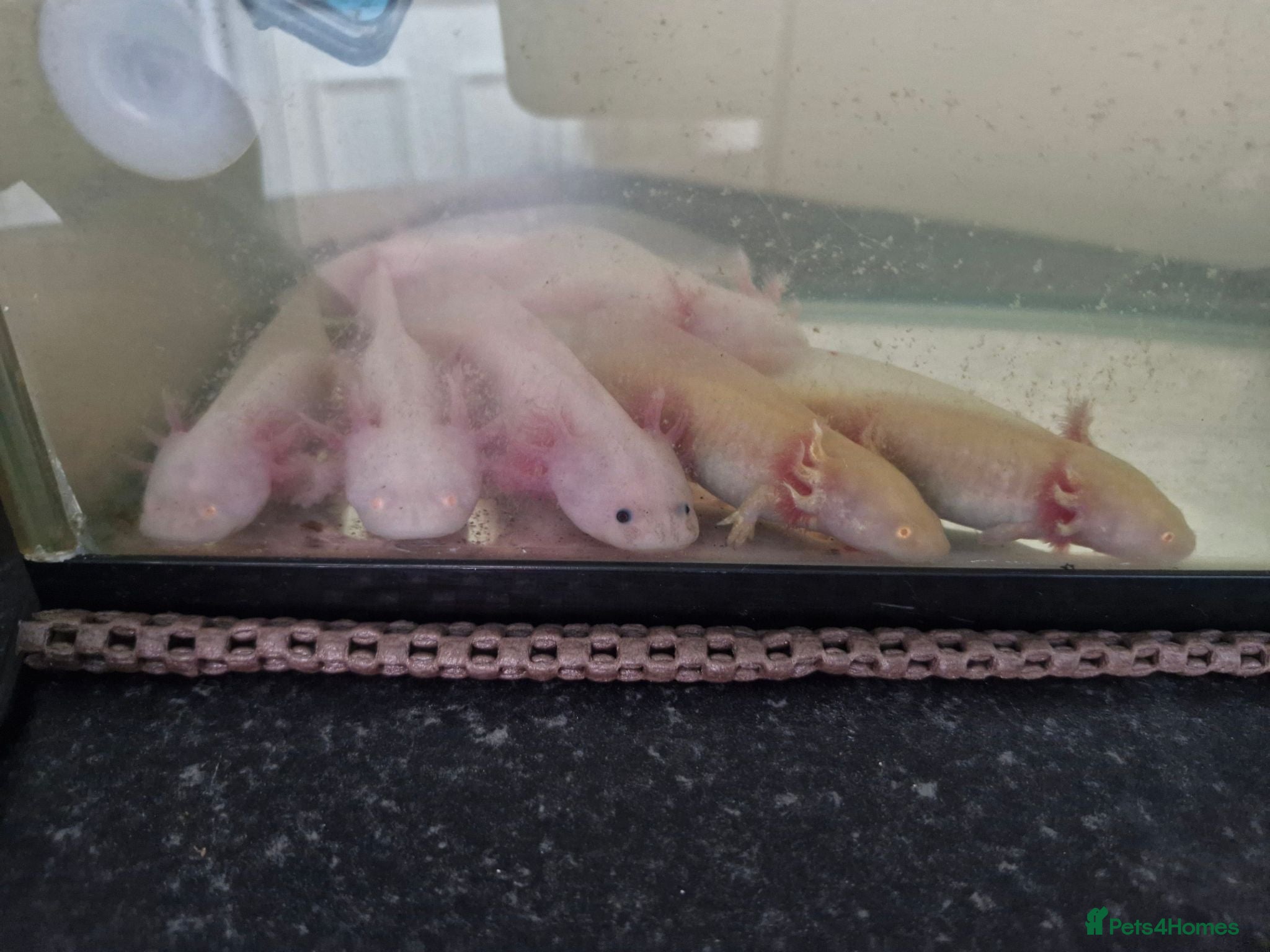Other/Mixed Breed fish Axolotls For Sale  - Advert 2