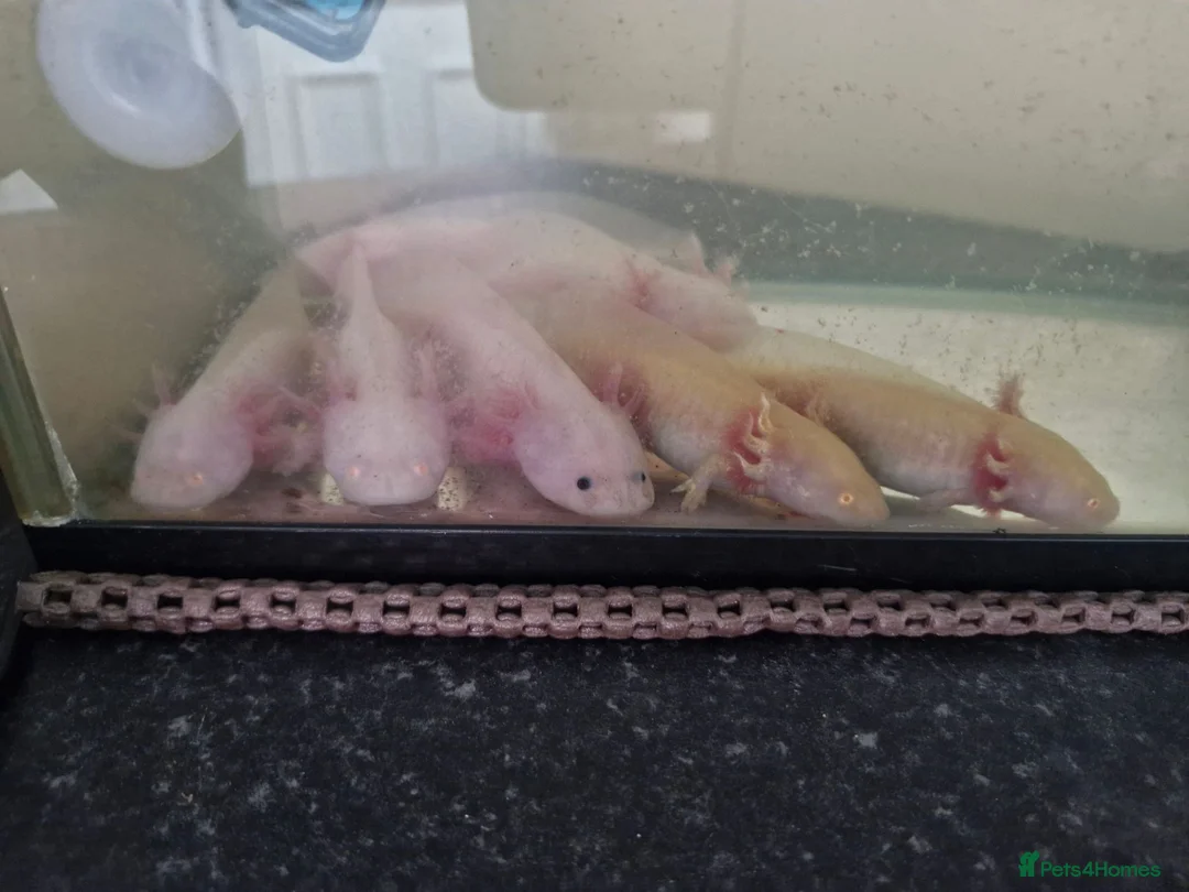 Other/Mixed Breed fish for sale: Axolotls For Sale  in Chorley - Advert 1