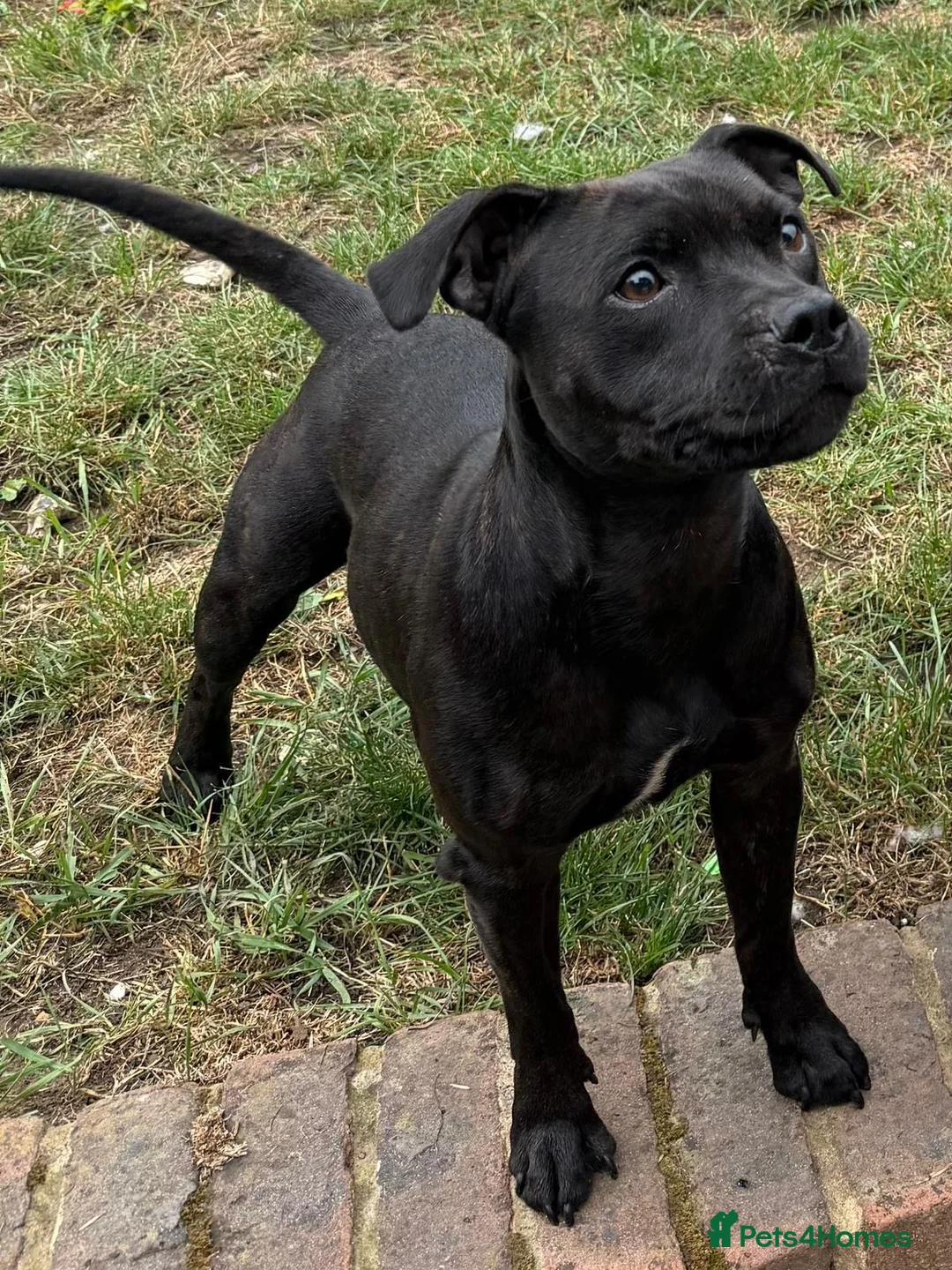 Staffordshire Bull Terrier dogs for sale: KC Registered champion yoshi pedigree Staffy pup - Advert 2