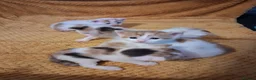 Mixed Breed cats for sale: 5 absoloutly stunning kittens  - Advert 3