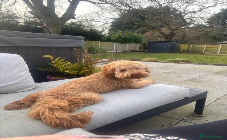 Cockapoo dogs - Advert 5