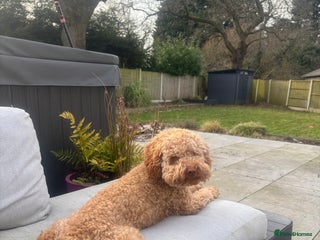Cockapoo dogs - Advert 31