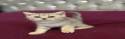British Shorthair cats for sale: Gccf British Shorthair kittens  - Advert 32