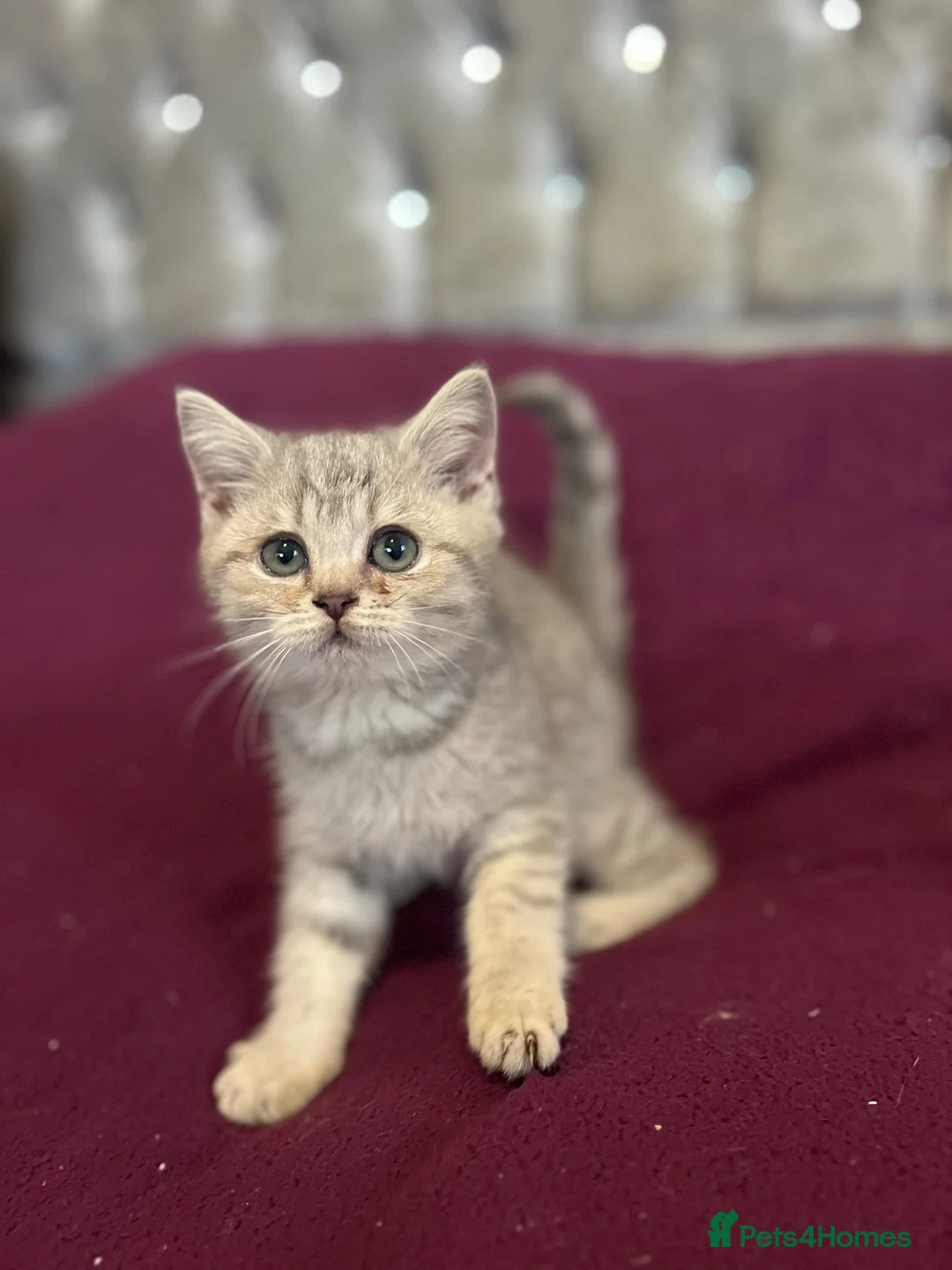 British Shorthair cats for sale: Gccf British Shorthair kittens  - Advert 32