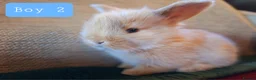 Mini Lop rabbits for sale: 🐰6 Mini Lop x Angora Baby Bunnies for Sale🐰 - Advert 14