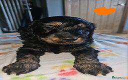 Cockapoo dogs for sale: Cockerpoo  - Image 8