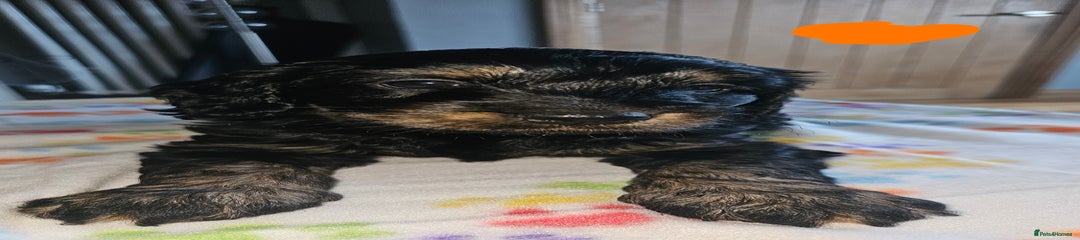 Cockapoo Puppy 5