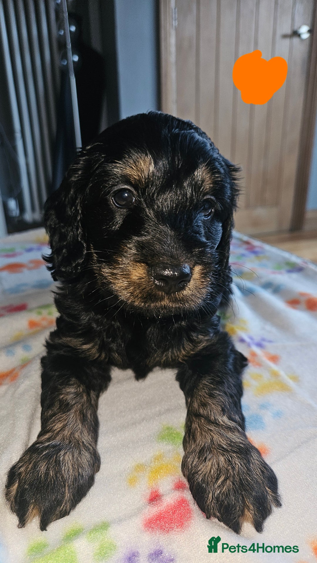 Cockapoo dogs for sale: Cockerpoo  - Image 8