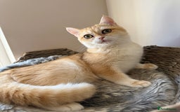 British Shorthair cats for sale: GCCF golden BSH - Image 5