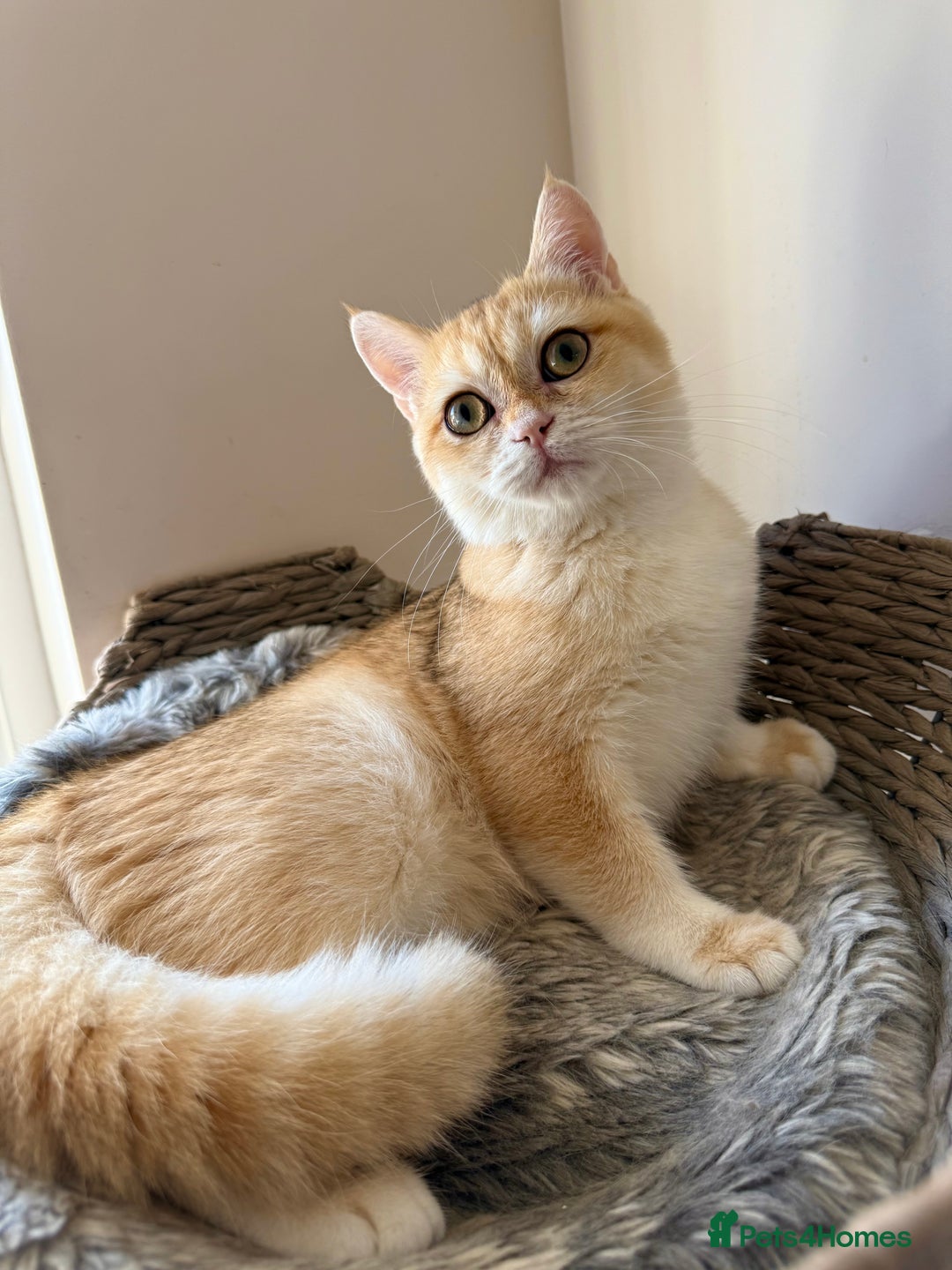 British Shorthair cats for sale: GCCF golden BSH - Image 5
