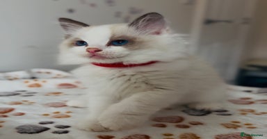 Ragdoll cats - Advert 14