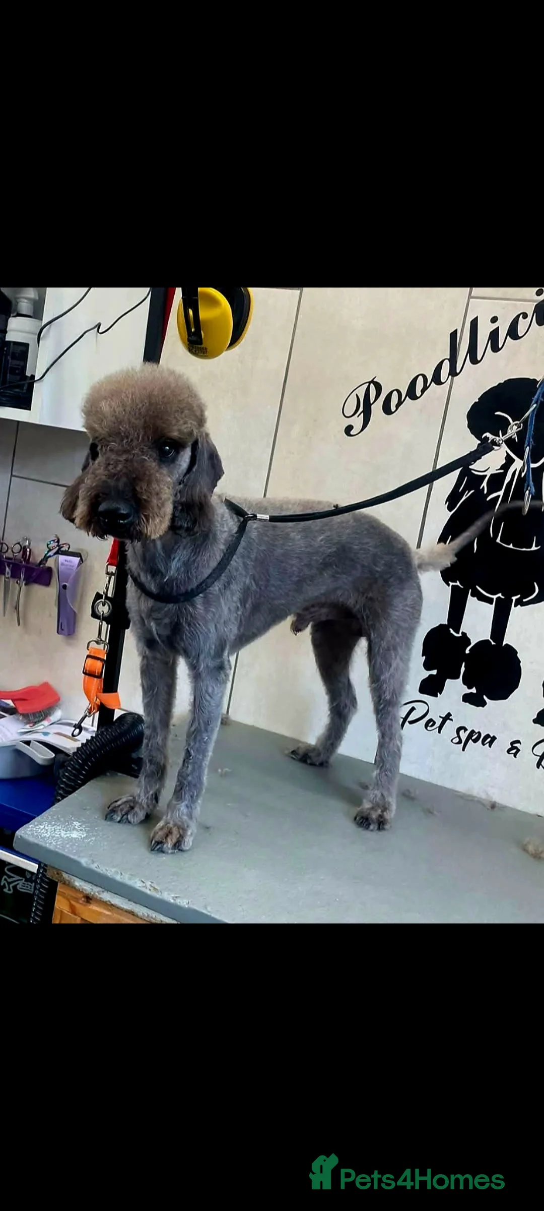 Bedlington Terrier dogs for stud: Blue Bedlington terrier for stud CT clear   - Advert 2