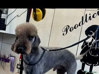 Bedlington Terrier dogs Blue Bedlington terrier for stud CT clear - Advert 3