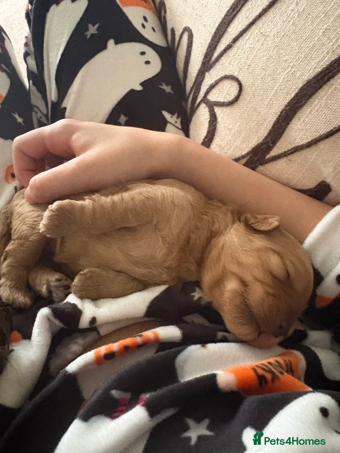 Cavapoo dogs for sale: Beautiful litter of f2 cavapoo puppies  in Rochdale - Advert 5