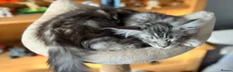 Maine Coon cats for sale: 💙 Male Maine Coon Silver Kitten TICA - Advert 2