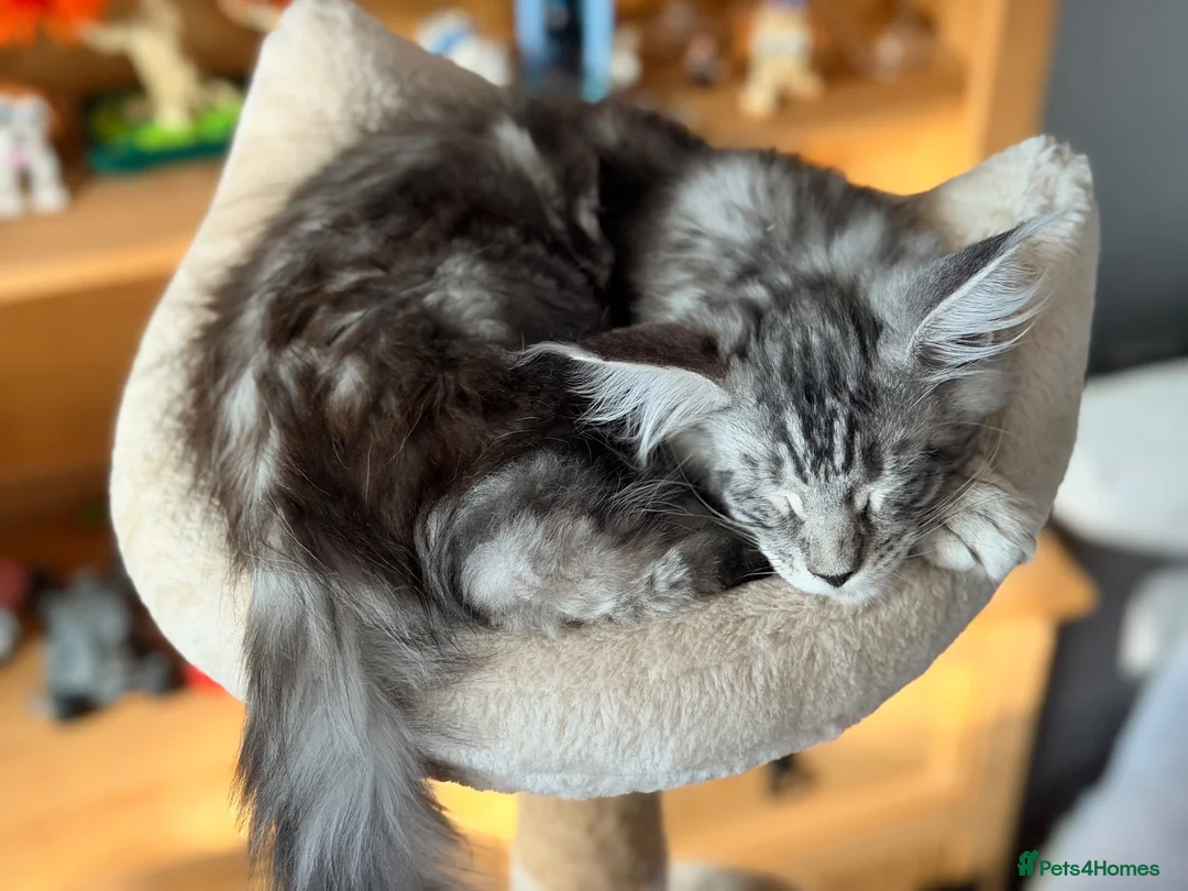 Maine Coon cats for sale: 💙 Male Maine Coon Silver Kitten TICA - Advert 2
