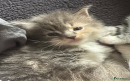 Maine Coon cats for sale: Mainecoons x ragdoll - Image 13