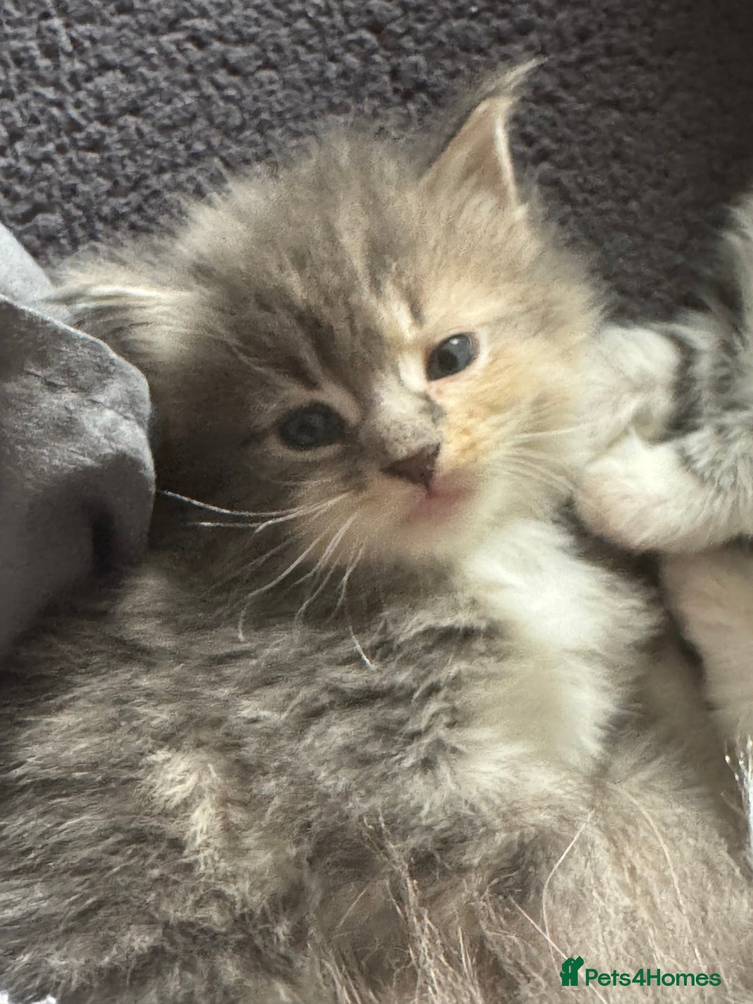 Maine Coon cats for sale: Mainecoons x ragdoll - Image 13