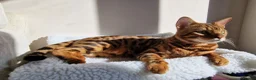 Bengal cats for sale: Bengal boy for sale in West Drayton - Advert 2