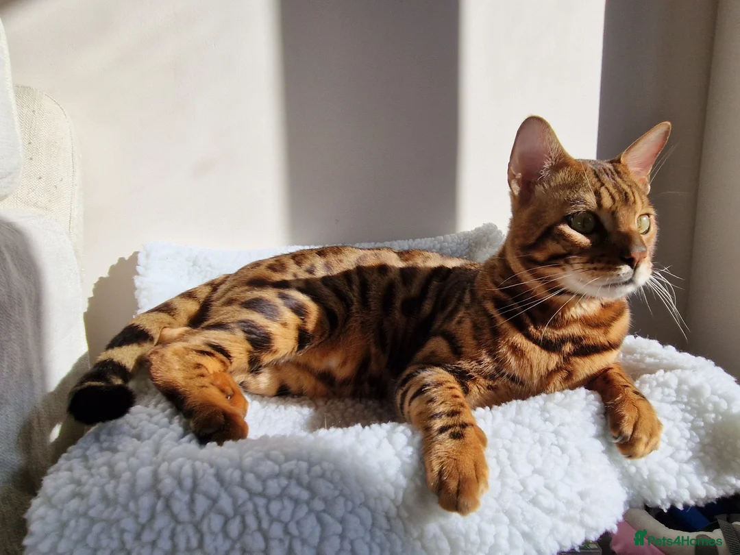 Bengal cats for sale: Bengal boy for sale in West Drayton - Advert 2