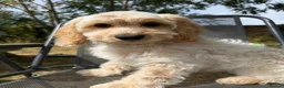 Cockapoo dogs for sale: Gorgeous cockapoo puppies  - Advert 9
