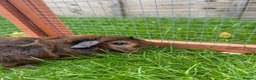 Guinea Pig rodents for sale: Baby guinea pigs! - Advert 3