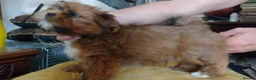 Lhasa Apso dogs for sale: Lhaso Apso puppies ready now! - Advert 2