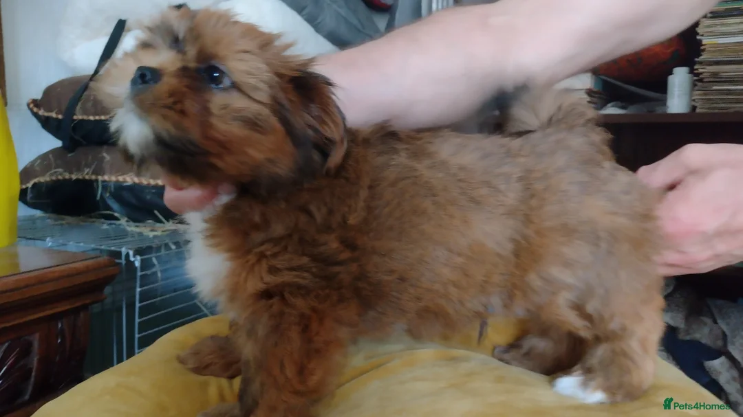 Lhasa Apso dogs for sale: Lhaso Apso puppies ready now! - Advert 2