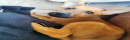 German Shepherd dogs for sale: Beautiful German shepard pups  in Brigg - Advert 2
