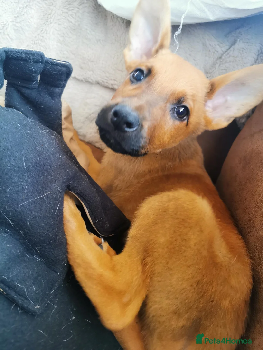 German Shepherd dogs for sale: Beautiful German shepard pups  in Brigg - Advert 2