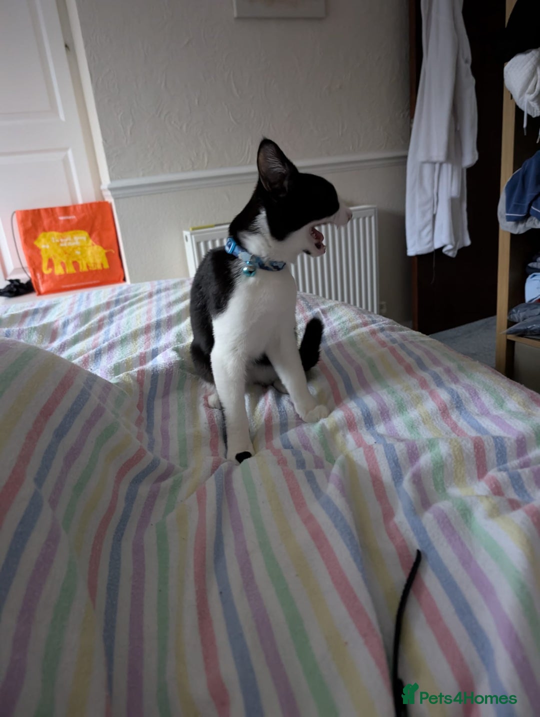 British Shorthair cats for sale: Bonny Boy - Image 3