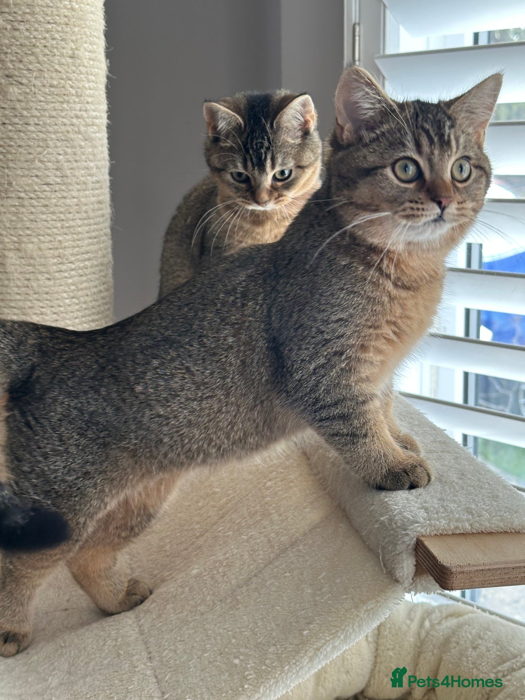 British Shorthair cats for sale: READY NOW! 2 available girls - Advert 19