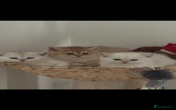 Scottish Fold cats for sale: Purebred Scottish kittens - Image 5