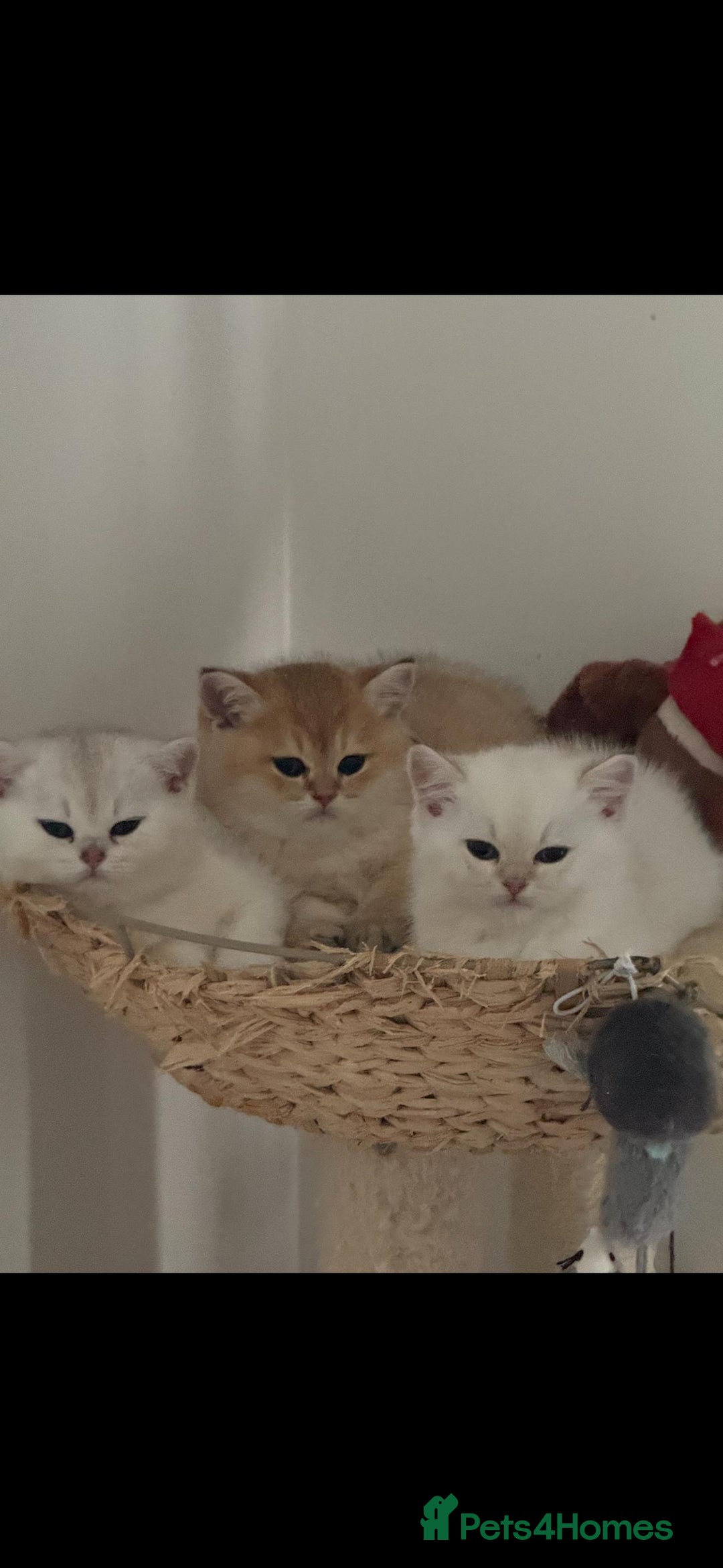 Scottish Fold cats for sale: Purebred Scottish kittens - Image 5