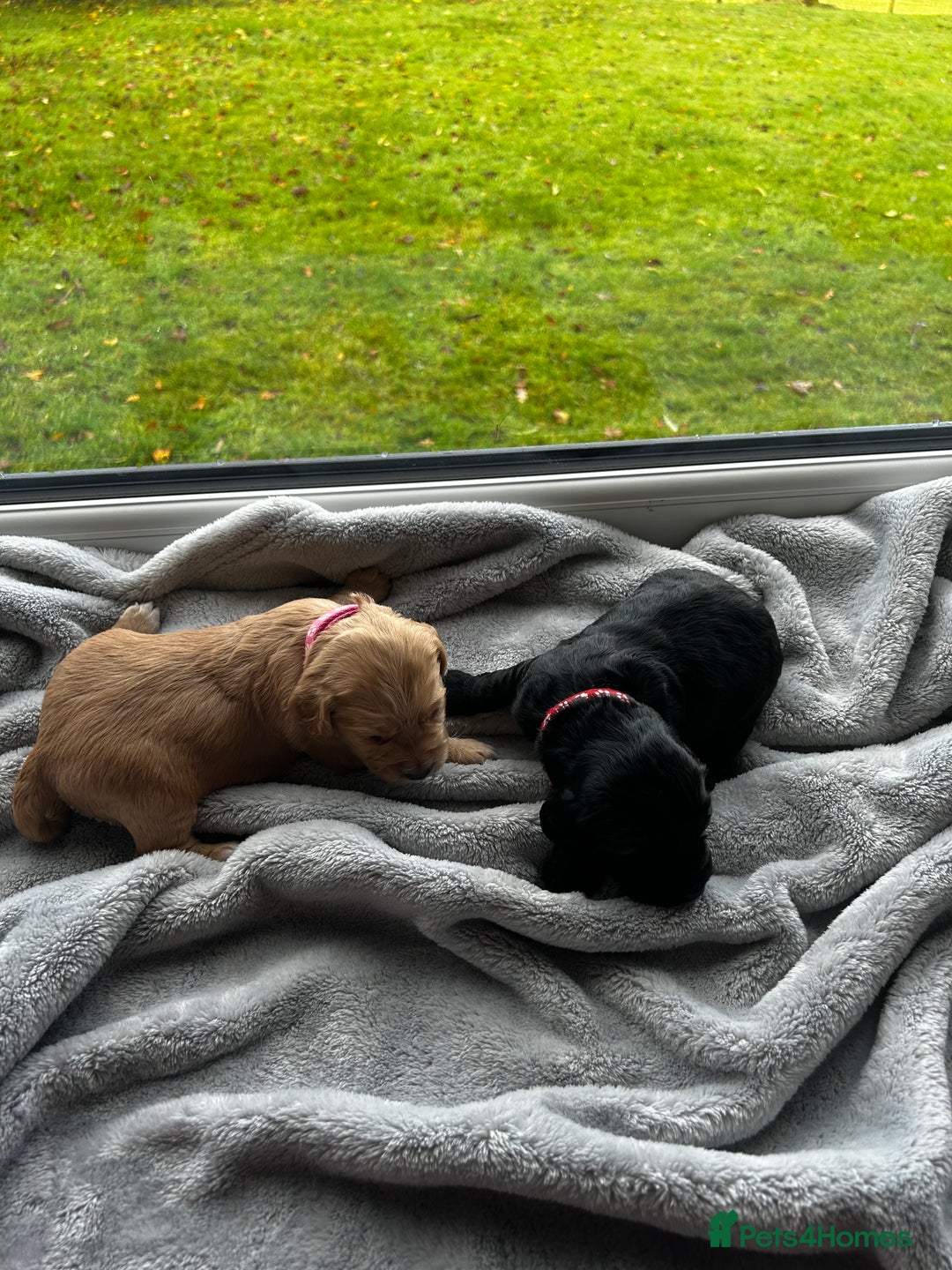 Cocker Spaniel dogs for sale: ✨ Cuddles Await from our Cocker Spaniel Pups  - Image 11