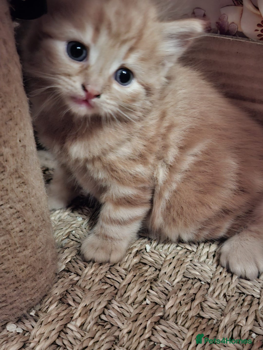 Mixed Breed cats for sale: 4 gorgerous kittens - Image 29