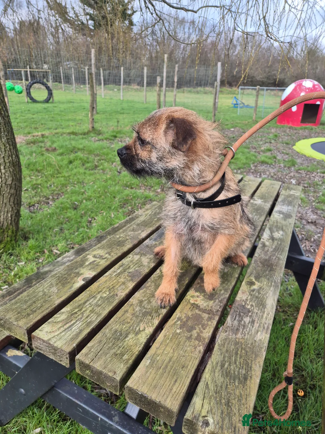 Border Terrier dogs for sale: Adult Border Terrier Female - Advert 2