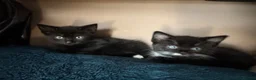 Mixed Breed cats for sale: 2 beautiful boy kittens - Advert 8