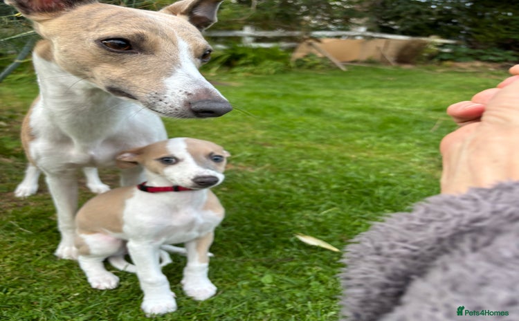 Whippet dogs - Advert 1