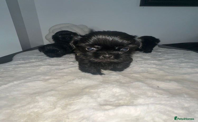Shih Tzu dogs RARE solid black American imperial  - Advert 1