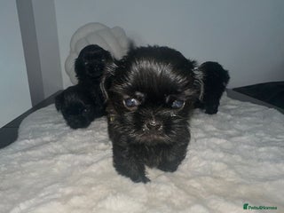 Shih Tzu dogs RARE solid black American imperial - Advert 5