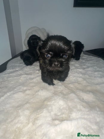 Shih Tzu dogs RARE solid black American imperial - Advert 1