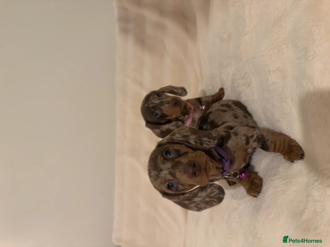 Miniature Dachshund dogs for sale: Adorable Puppies Ready for Loving Homes 🐾 - Advert 2