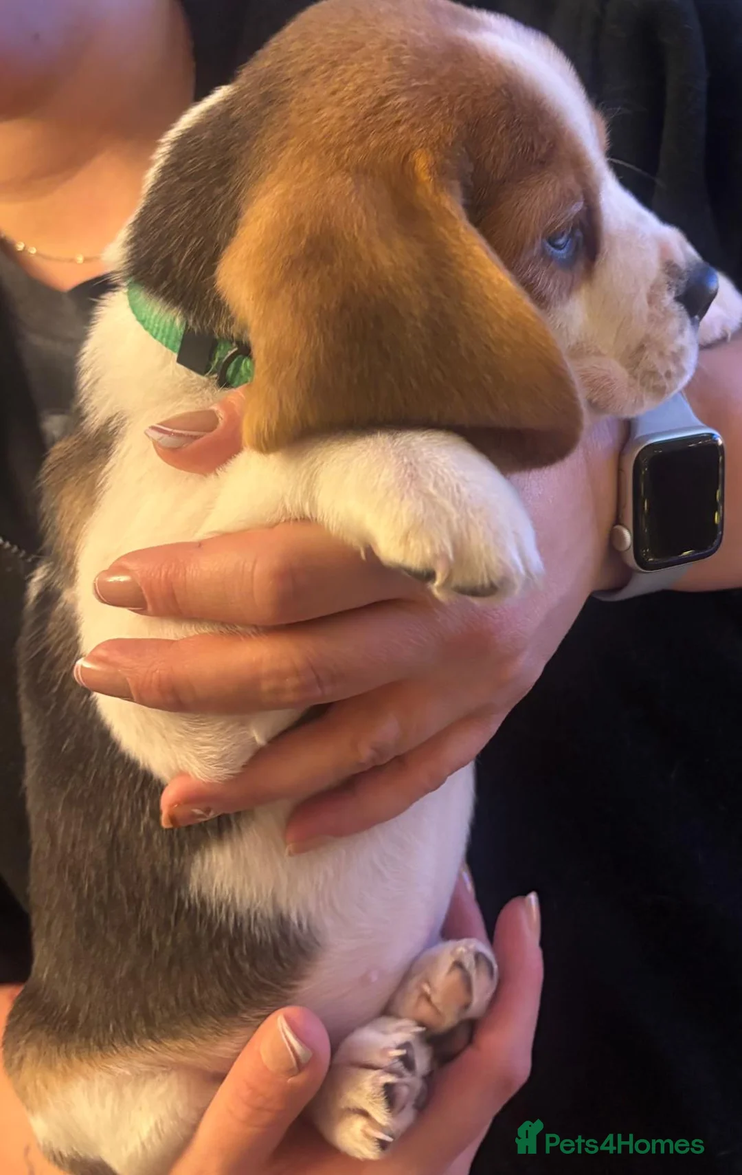 Beagle dogs for sale: Pure bred beagle girls - Advert 12