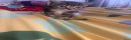 Mixed Breed cats for sale: 5 gorgeous kittens for sale - Advert 15